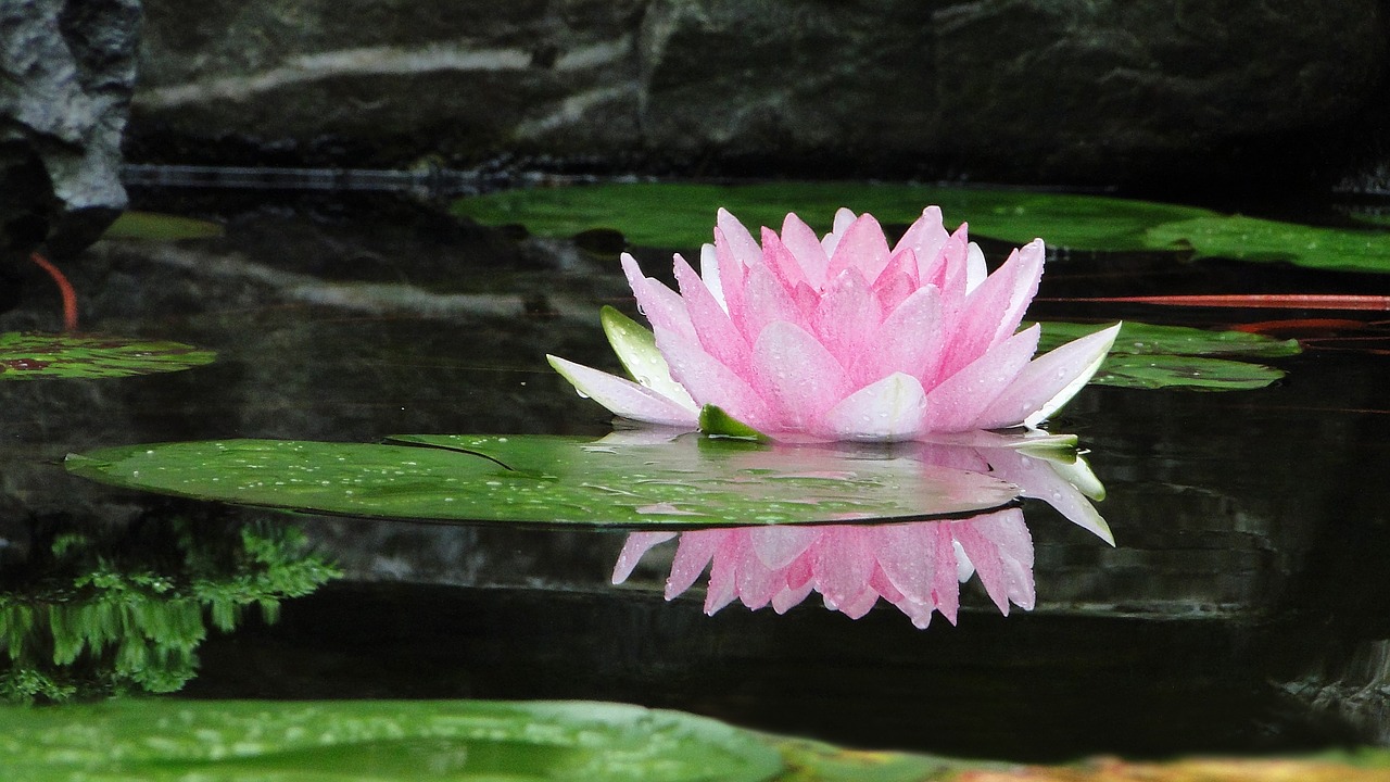 foto, un fiore di loto di colore rosa, che riflette i suoi fiori su l'acqua di un laghetto , ci sono anche delle piante acquatiche, la sensazione che da e quella della tranquillità