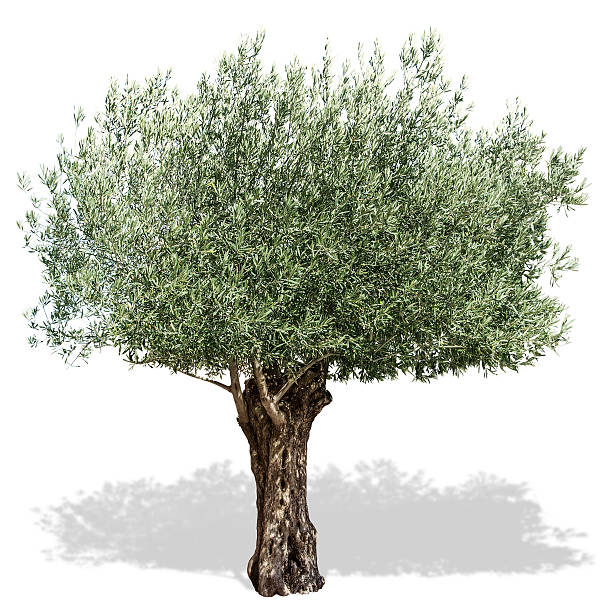 foto .albero di olivo , su sfondo bianco . 