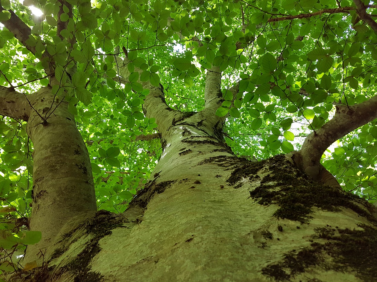 foto. albero visto dal basso, un grande tronco con dei rami che partono dal centro, la sensazione che lo rappresenta ,e quella della frescura in una calda giornata estiva.